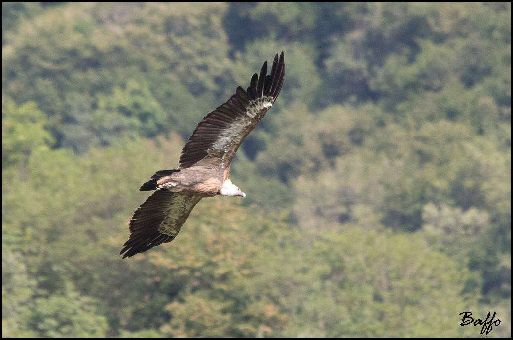 Finalmente i grifoni!